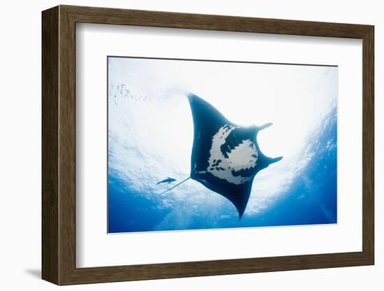 Manta Ray-Stuart Westmorland-Framed Photographic Print