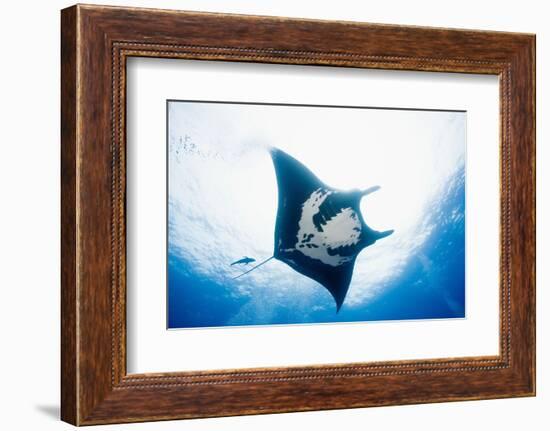 Manta Ray-Stuart Westmorland-Framed Photographic Print