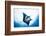 Manta Ray-Stuart Westmorland-Framed Photographic Print