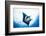 Manta Ray-Stuart Westmorland-Framed Photographic Print