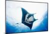 Manta Ray-Stuart Westmorland-Mounted Photographic Print