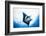 Manta Ray-Stuart Westmorland-Framed Photographic Print