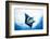 Manta Ray-Stuart Westmorland-Framed Photographic Print