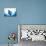 Manta Ray-Stuart Westmorland-Photographic Print displayed on a wall