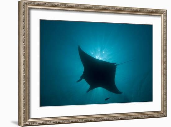 Manta Ray-null-Framed Photographic Print