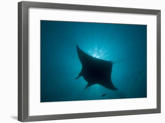 Manta Ray-null-Framed Photographic Print