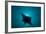 Manta Ray-null-Framed Photographic Print