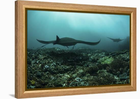 Manta Rays Swims Through a Current-Swept Channel in Indonesia-Stocktrek Images-Framed Premier Image Canvas