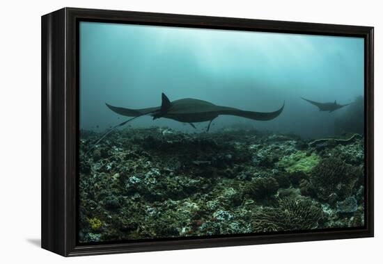 Manta Rays Swims Through a Current-Swept Channel in Indonesia-Stocktrek Images-Framed Premier Image Canvas