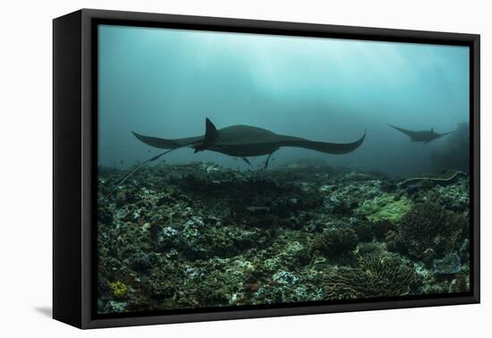 Manta Rays Swims Through a Current-Swept Channel in Indonesia-Stocktrek Images-Framed Premier Image Canvas