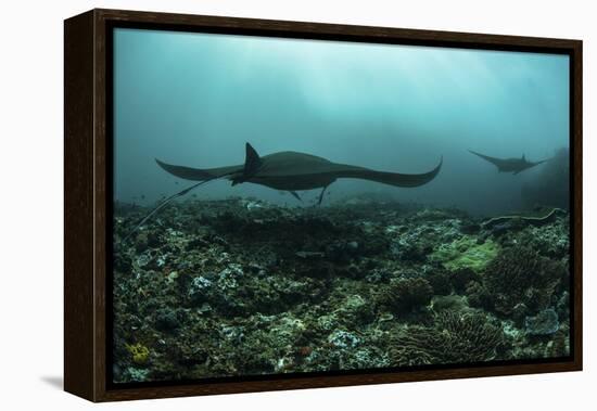 Manta Rays Swims Through a Current-Swept Channel in Indonesia-Stocktrek Images-Framed Premier Image Canvas