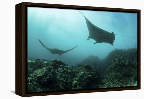 Manta Rays Swims Through a Current-Swept Channel in Indonesia-Stocktrek Images-Framed Premier Image Canvas