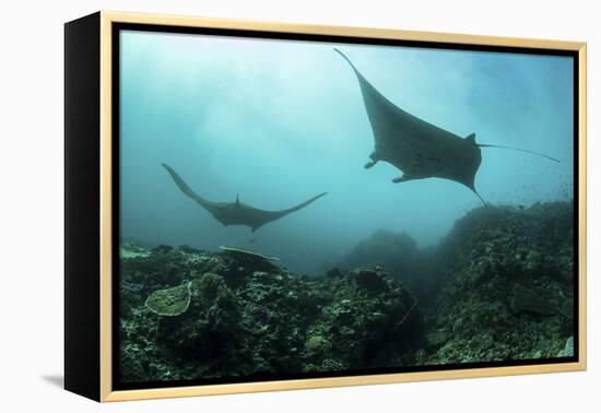 Manta Rays Swims Through a Current-Swept Channel in Indonesia-Stocktrek Images-Framed Premier Image Canvas