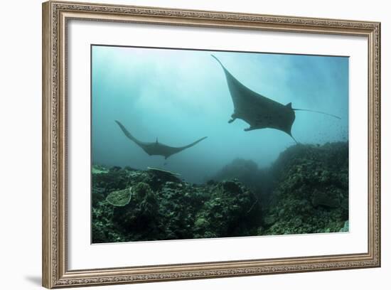 Manta Rays Swims Through a Current-Swept Channel in Indonesia-Stocktrek Images-Framed Photographic Print