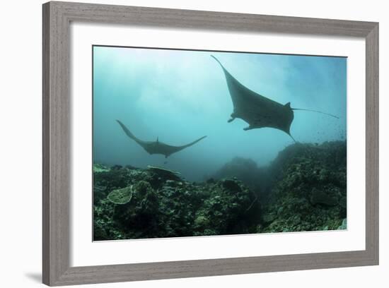 Manta Rays Swims Through a Current-Swept Channel in Indonesia-Stocktrek Images-Framed Photographic Print