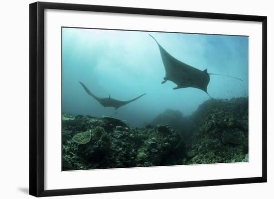 Manta Rays Swims Through a Current-Swept Channel in Indonesia-Stocktrek Images-Framed Photographic Print
