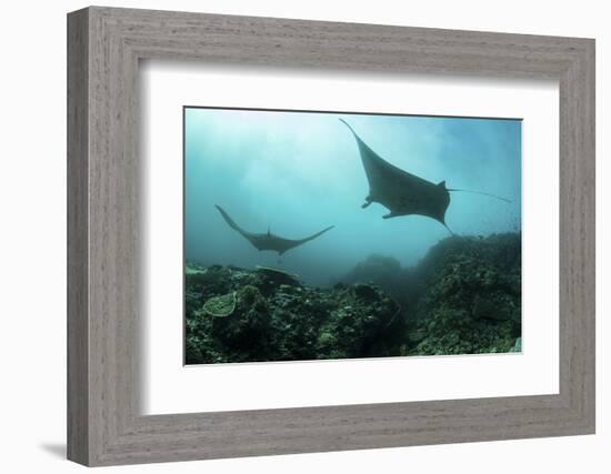 Manta Rays Swims Through a Current-Swept Channel in Indonesia-Stocktrek Images-Framed Photographic Print