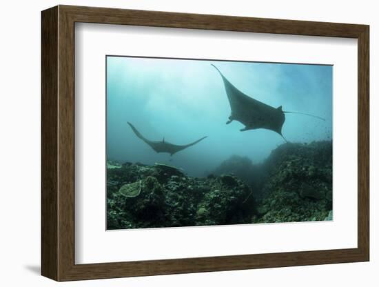 Manta Rays Swims Through a Current-Swept Channel in Indonesia-Stocktrek Images-Framed Photographic Print