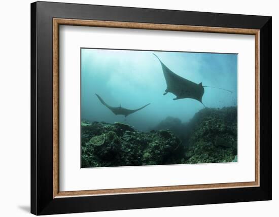 Manta Rays Swims Through a Current-Swept Channel in Indonesia-Stocktrek Images-Framed Photographic Print