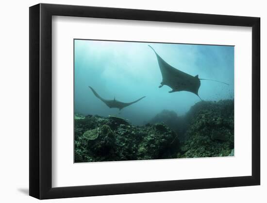 Manta Rays Swims Through a Current-Swept Channel in Indonesia-Stocktrek Images-Framed Photographic Print