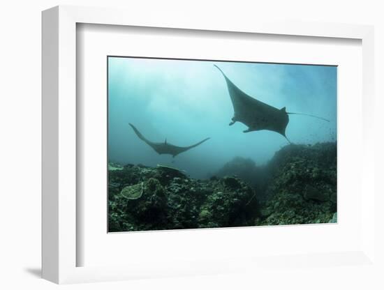 Manta Rays Swims Through a Current-Swept Channel in Indonesia-Stocktrek Images-Framed Photographic Print