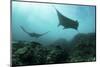 Manta Rays Swims Through a Current-Swept Channel in Indonesia-Stocktrek Images-Mounted Photographic Print