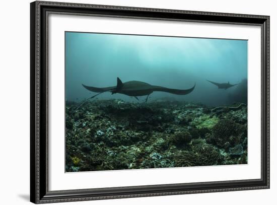 Manta Rays Swims Through a Current-Swept Channel in Indonesia-Stocktrek Images-Framed Photographic Print