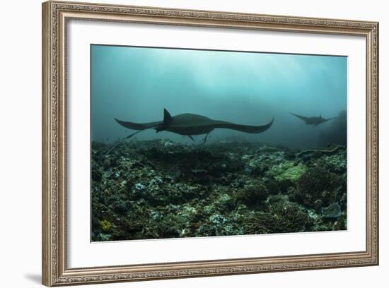 Manta Rays Swims Through a Current-Swept Channel in Indonesia-Stocktrek Images-Framed Photographic Print