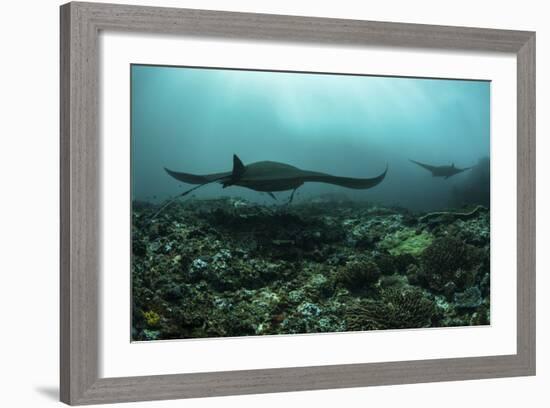 Manta Rays Swims Through a Current-Swept Channel in Indonesia-Stocktrek Images-Framed Photographic Print