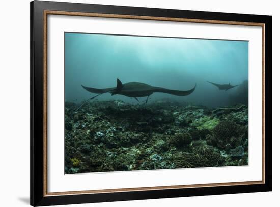 Manta Rays Swims Through a Current-Swept Channel in Indonesia-Stocktrek Images-Framed Photographic Print