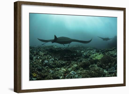 Manta Rays Swims Through a Current-Swept Channel in Indonesia-Stocktrek Images-Framed Photographic Print