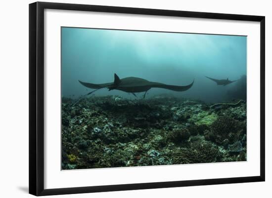 Manta Rays Swims Through a Current-Swept Channel in Indonesia-Stocktrek Images-Framed Photographic Print