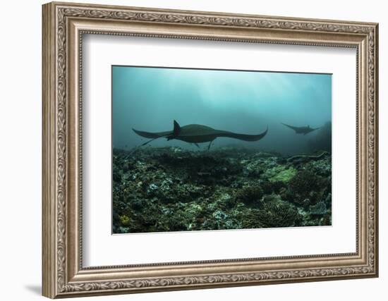 Manta Rays Swims Through a Current-Swept Channel in Indonesia-Stocktrek Images-Framed Photographic Print