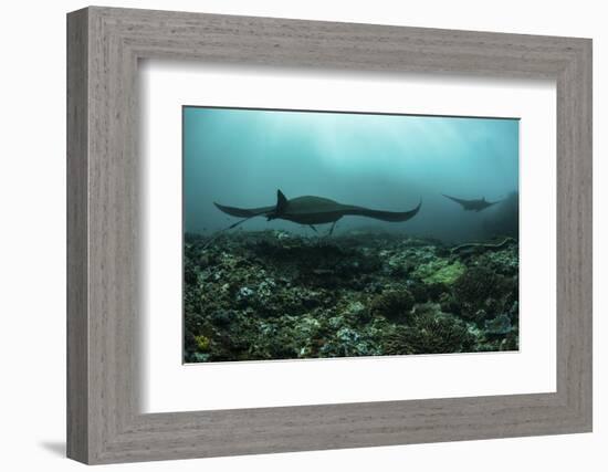 Manta Rays Swims Through a Current-Swept Channel in Indonesia-Stocktrek Images-Framed Photographic Print