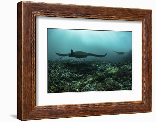 Manta Rays Swims Through a Current-Swept Channel in Indonesia-Stocktrek Images-Framed Photographic Print