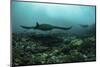 Manta Rays Swims Through a Current-Swept Channel in Indonesia-Stocktrek Images-Mounted Photographic Print
