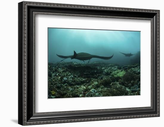 Manta Rays Swims Through a Current-Swept Channel in Indonesia-Stocktrek Images-Framed Photographic Print