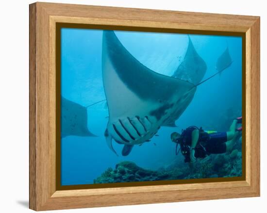 Manta Rays with Diver, Yap Island, Caroline Islands, Micronesia-Amos Nachoum-Framed Premier Image Canvas