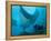 Manta Rays with Diver, Yap Island, Caroline Islands, Micronesia-Amos Nachoum-Framed Premier Image Canvas