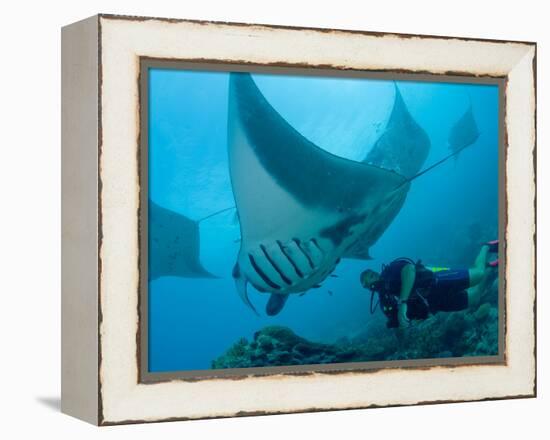 Manta Rays with Diver, Yap Island, Caroline Islands, Micronesia-Amos Nachoum-Framed Premier Image Canvas