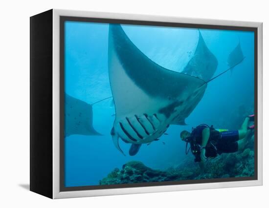 Manta Rays with Diver, Yap Island, Caroline Islands, Micronesia-Amos Nachoum-Framed Premier Image Canvas