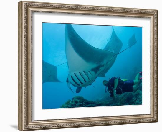 Manta Rays with Diver, Yap Island, Caroline Islands, Micronesia-Amos Nachoum-Framed Photographic Print