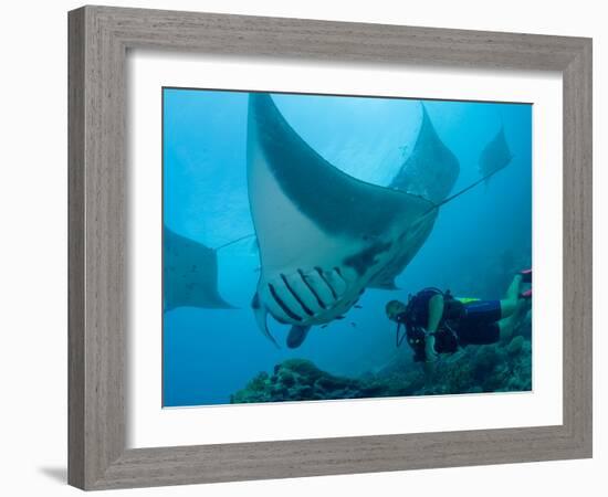 Manta Rays with Diver, Yap Island, Caroline Islands, Micronesia-Amos Nachoum-Framed Photographic Print