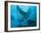 Manta Rays with Diver, Yap Island, Caroline Islands, Micronesia-Amos Nachoum-Framed Photographic Print