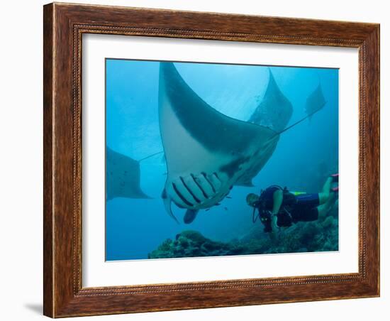 Manta Rays with Diver, Yap Island, Caroline Islands, Micronesia-Amos Nachoum-Framed Photographic Print