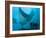 Manta Rays with Diver, Yap Island, Caroline Islands, Micronesia-Amos Nachoum-Framed Photographic Print