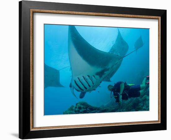 Manta Rays with Diver, Yap Island, Caroline Islands, Micronesia-Amos Nachoum-Framed Photographic Print