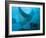 Manta Rays with Diver, Yap Island, Caroline Islands, Micronesia-Amos Nachoum-Framed Photographic Print