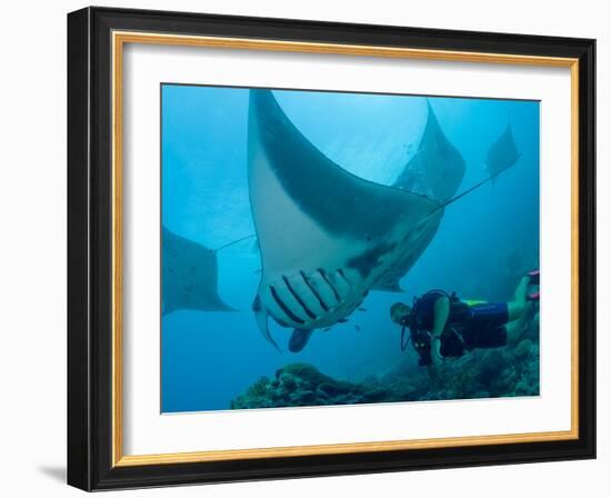 Manta Rays with Diver, Yap Island, Caroline Islands, Micronesia-Amos Nachoum-Framed Photographic Print