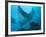 Manta Rays with Diver, Yap Island, Caroline Islands, Micronesia-Amos Nachoum-Framed Photographic Print